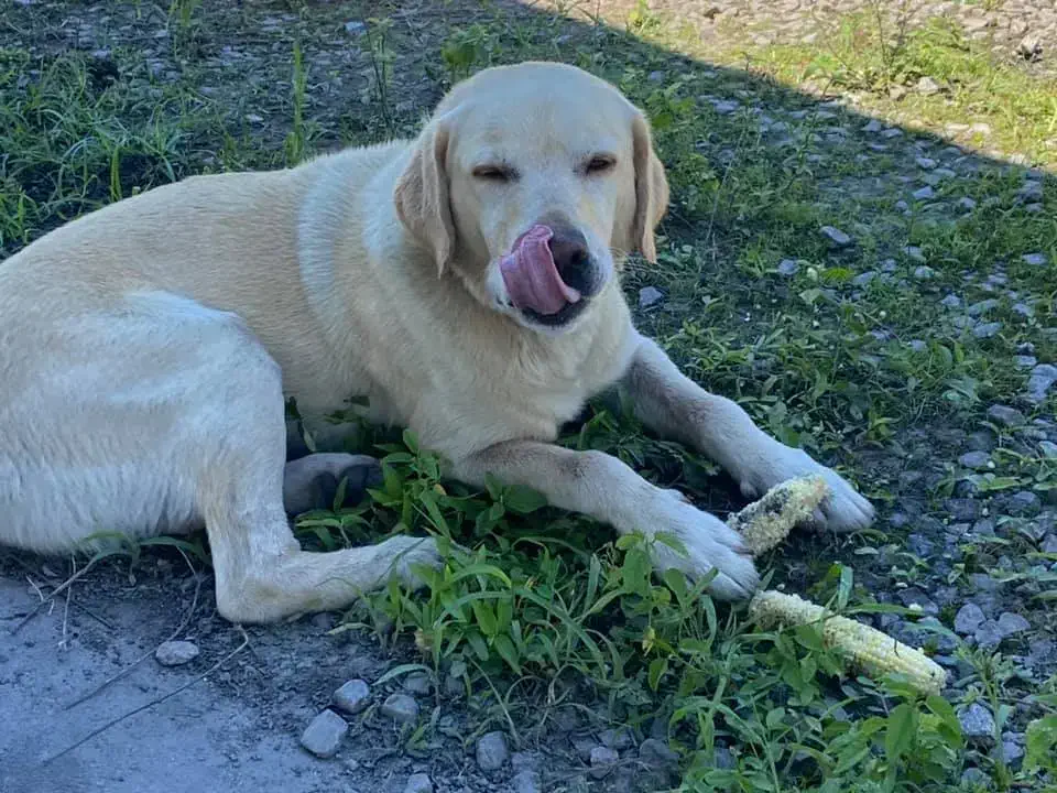 a family dog Cooper eating corn