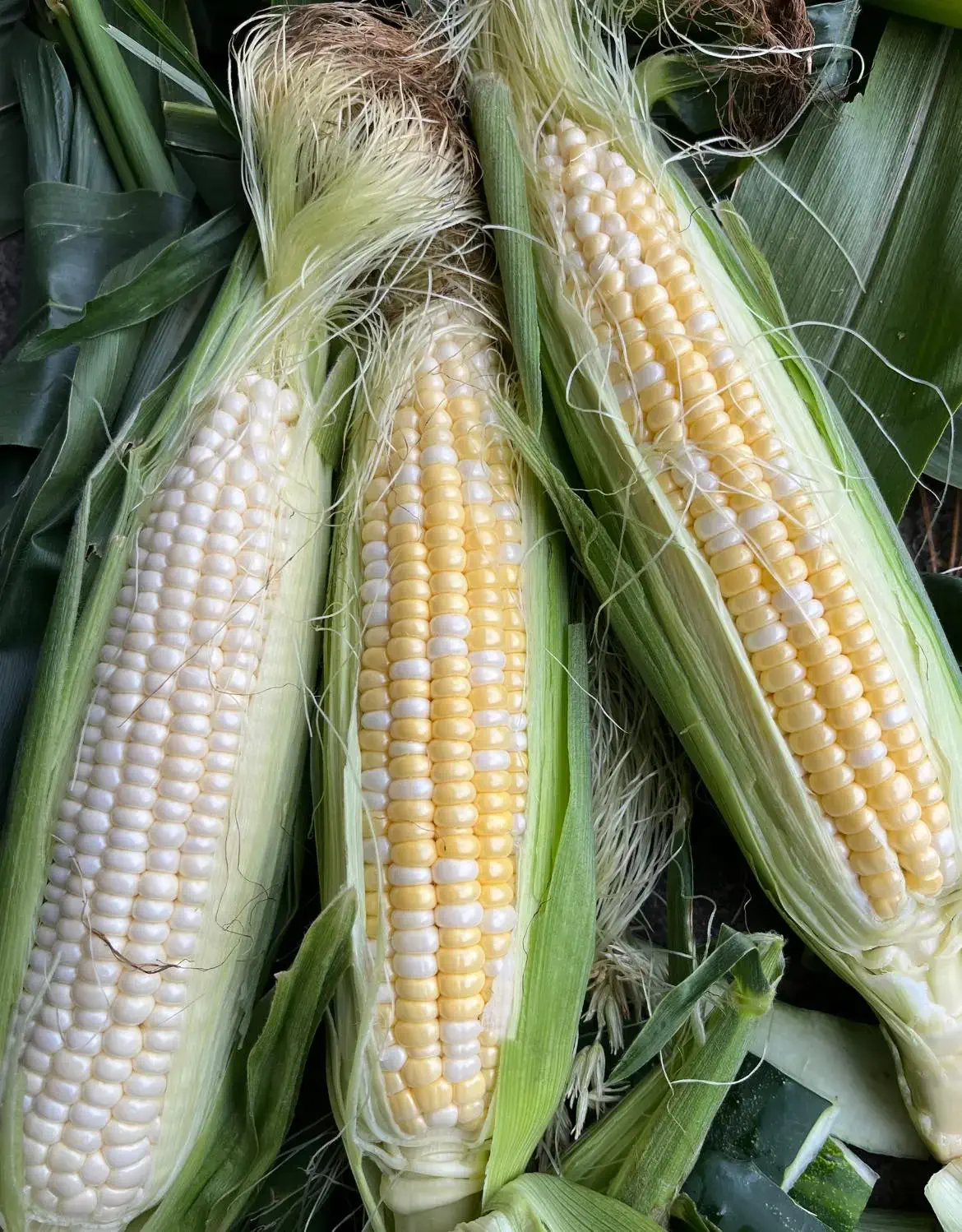 Just-picked ears of Hart Farms sweet corn
