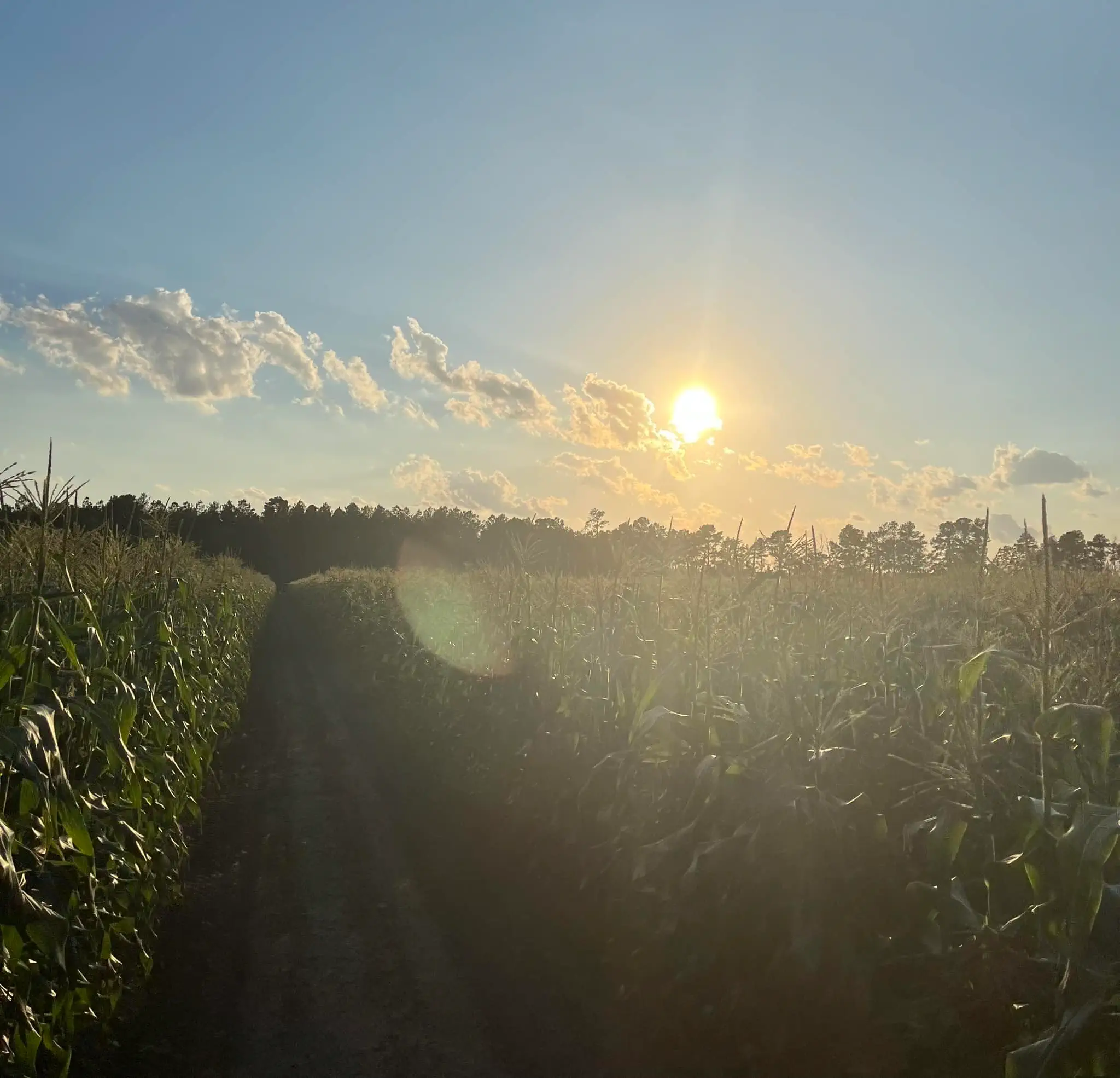 Morning dew harvested crops