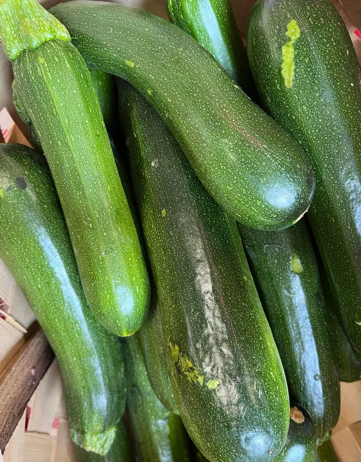 Yellow squash and green zucchini freshly harvested