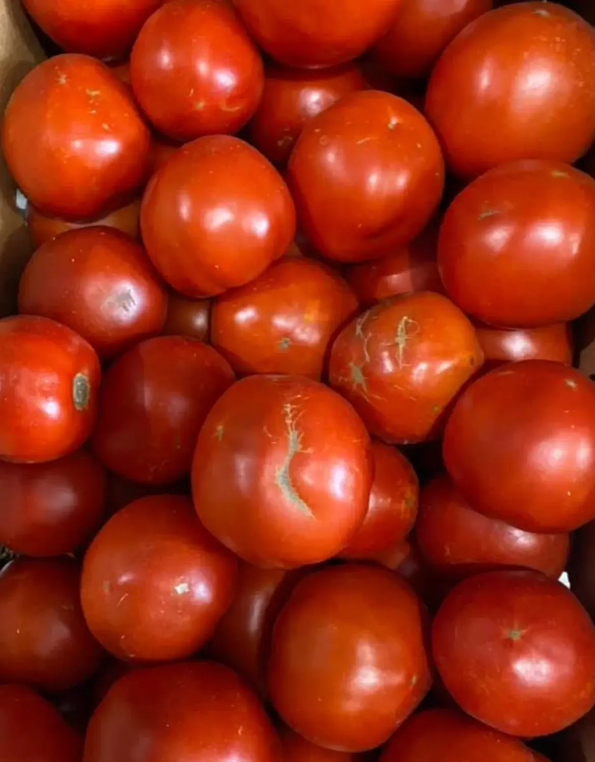 Vine-ripened red and heirloom tomatoes